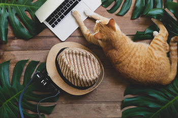 Αφίσα Domestic ginger cat acts as human