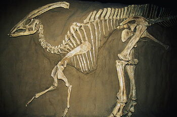 Αφίσα Duckbill dinosaur (Parasaurolophus)