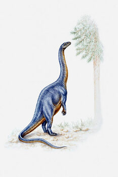 Αφίσα Illustration of a Plateosaurus reaching for