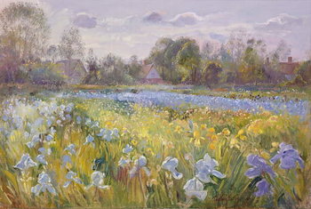 Αφίσα Iris Field in the Evening Light, 1993