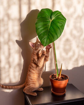 Αφίσα Kitten and indoor plant philodendron