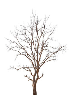 Αφίσα Old and dead tree