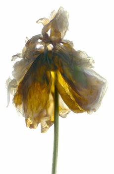 Αφίσα Peony Stand White