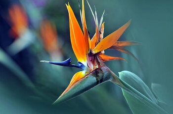 Αφίσα The bird of paradise flower