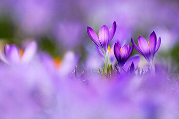 Αφίσα Violets in field