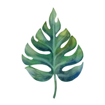 Αφίσα Watercolor green monstera leaf isolated on