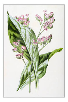 Εκτύπωση καμβά Antique color plant flower illustration: Limonium