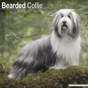 Календар 2027 Bearded Collie