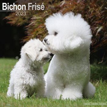 Календар 2027 Bichon Frise
