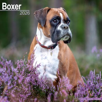 Календар 2027 Boxer