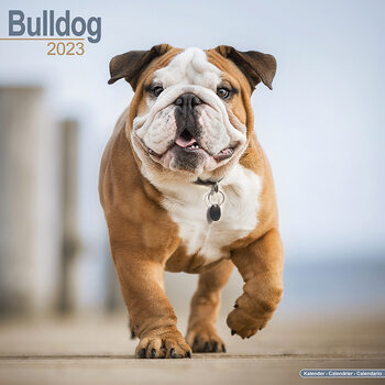 Календар 2027 Bulldog