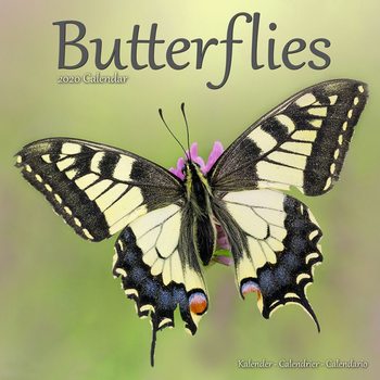 Календар 2027 Butterflies