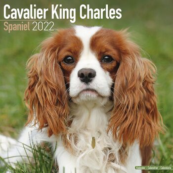 Календар 2027 Cavalier King Charles