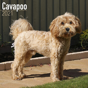 Календар 2027 Cavapoo