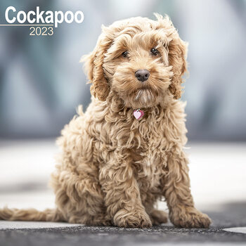 Календар 2027 Cockapoo