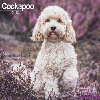 Календар 2027 Cockapoo