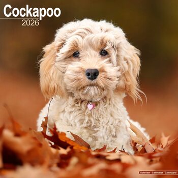 Календар 2027 Cockapoo