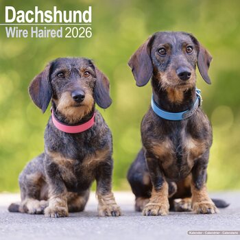 Календар 2027 Dachshund - Wirehaired