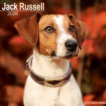 Календар 2027 Jack Russell
