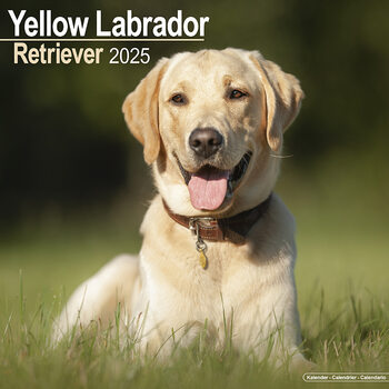 Календар 2027 Labrador Ret (Yellow)