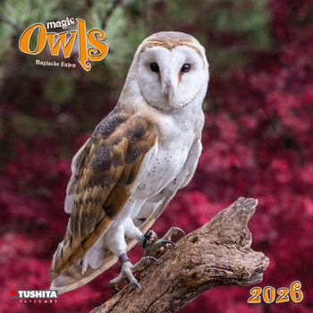 Календар 2027 Magic Owls