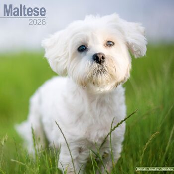 Календар 2027 Maltese