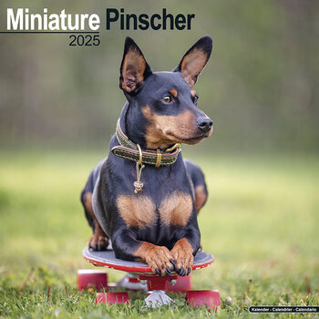 Календар 2027 Miniature Pinscher