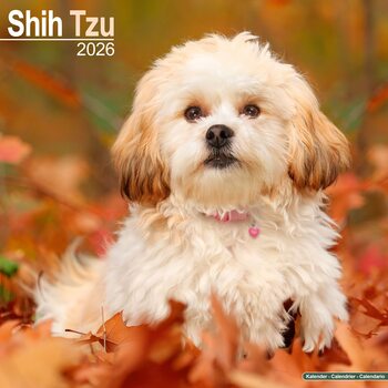 Календар 2027 Shih Tzu
