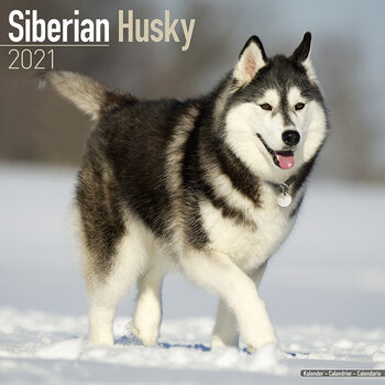 Календар 2027 Siberian Husky