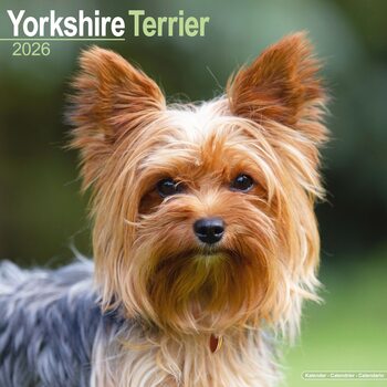 Календар 2027 Yorkshire Terrier