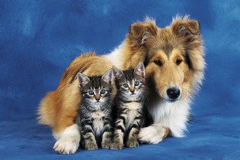 Плакат Friends forever