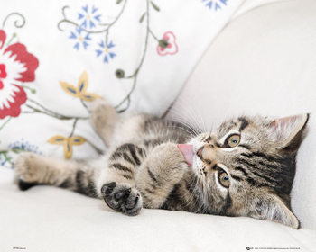 Плакат Kitten - Licking Paw