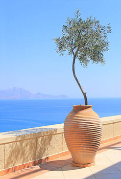 Плакат Olive tree growing in a pot