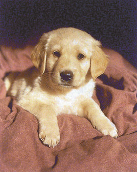 Плакат Puppy