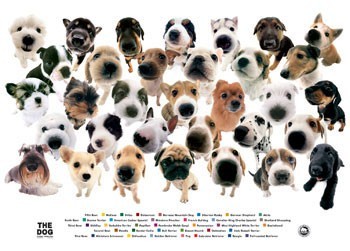 Плакат The dog - collage