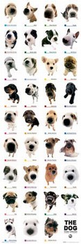 Плакат The dog - collection