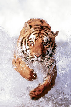 Плакат Tiger Running Through Water