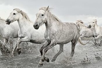 Плакат White Horses