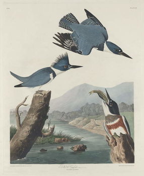 Картината върху платно Belted Kingsfisher, 1830