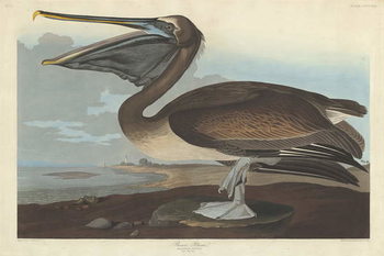 Картината върху платно Brown Pelican, 1838