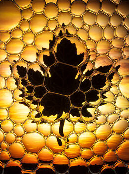 Картината върху платно Maple leaf bubbles