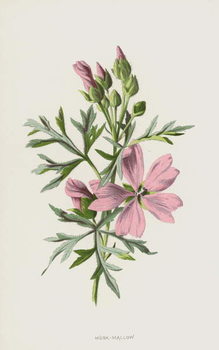 Картината върху платно Musk-Mallow