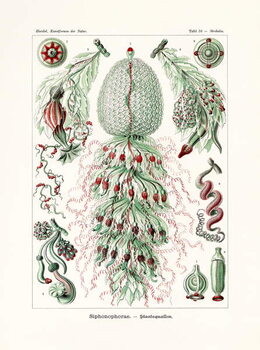 Фотошпалери Siphonophorae, 1899-1904