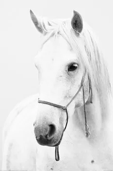Αφίσα Horse - White Horse