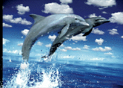 3D Julisteet Dolphins leap
