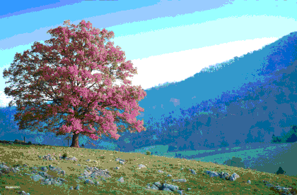 3D Αφίσα Tree hill - seasons