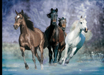 3D Poster Running horses - bob langrish