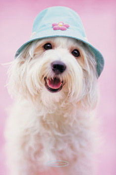 Poster Rachael Hale - cindy