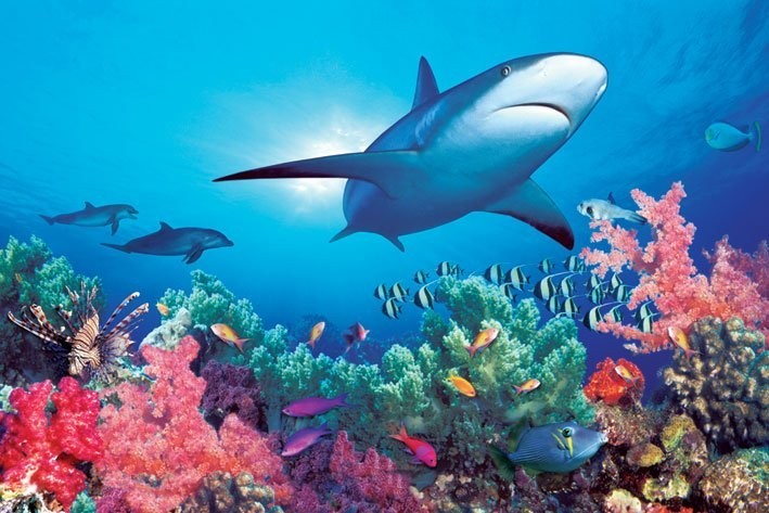 Плакат Ocean life