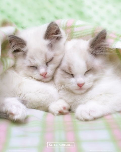 Плакат Keith Kimberlin - sleepy cats